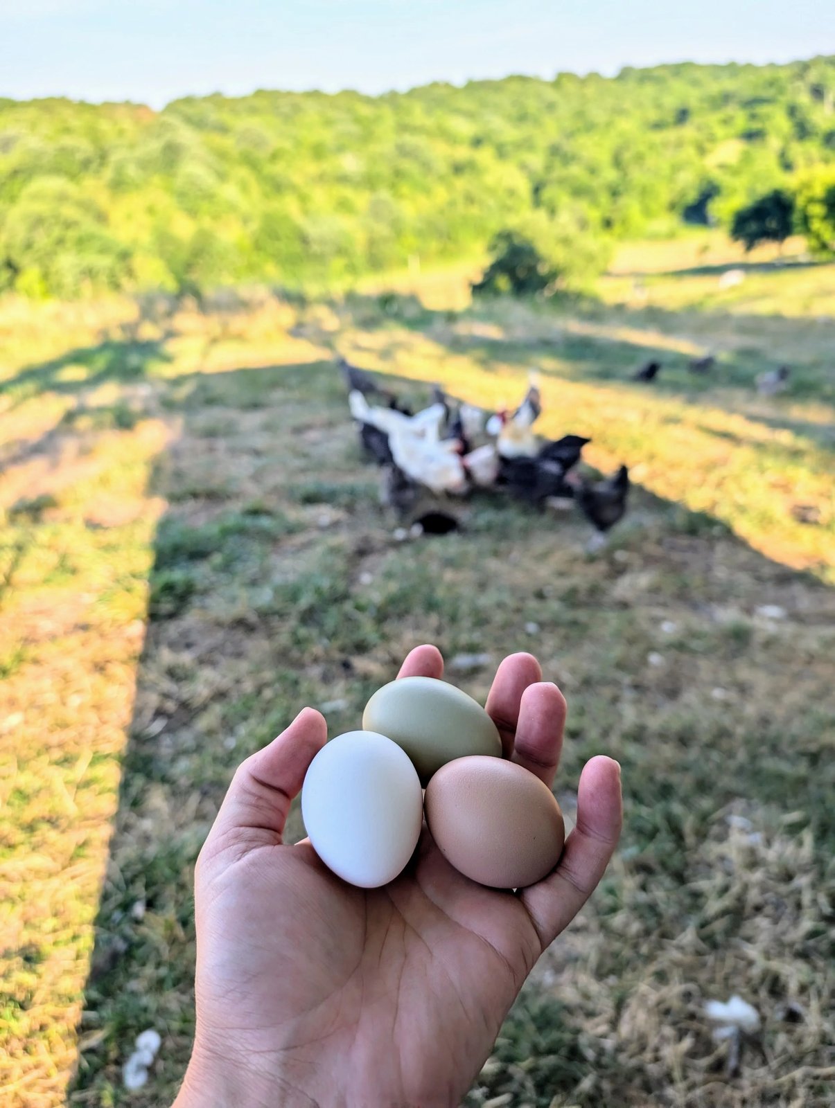 Sheep grazing at Crow's Bluff Farm