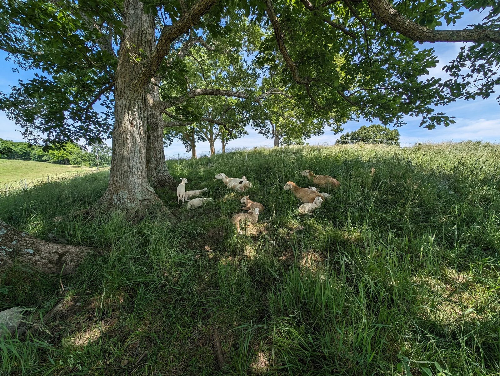 Katahdin sheep on pasture