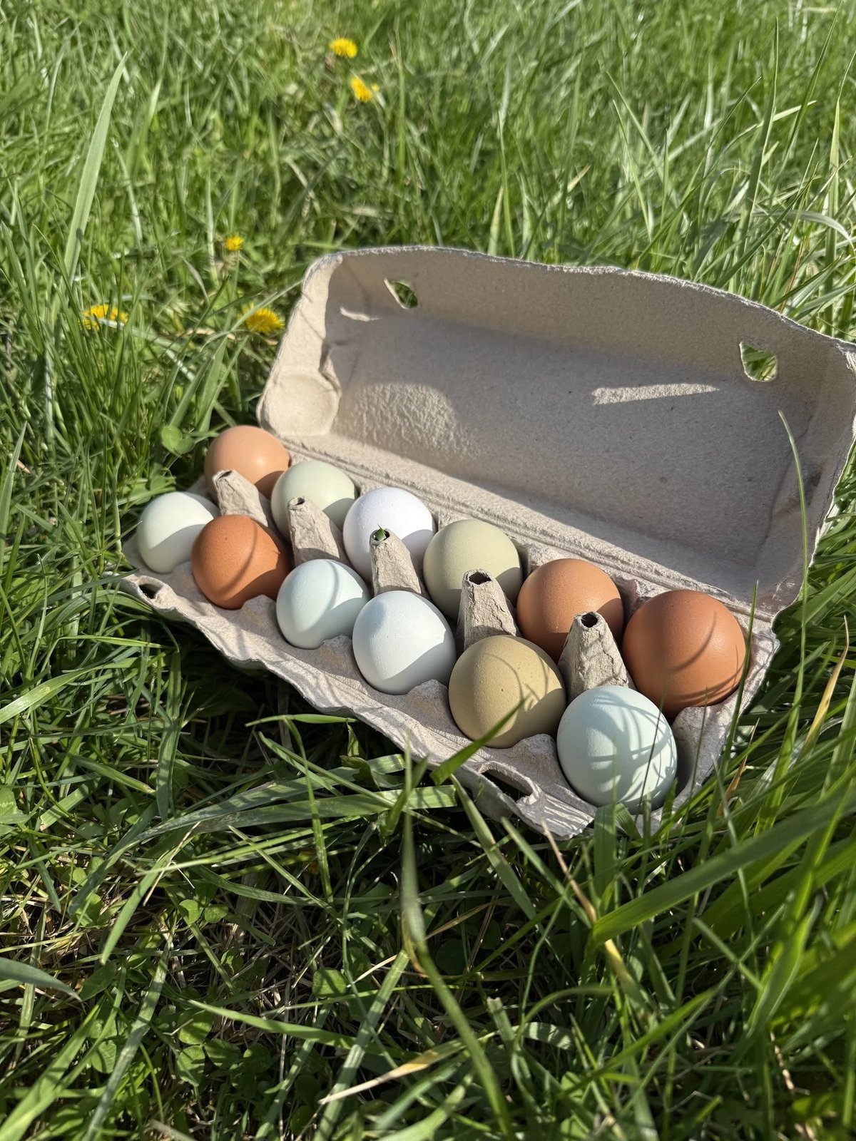 Pastured Eggs