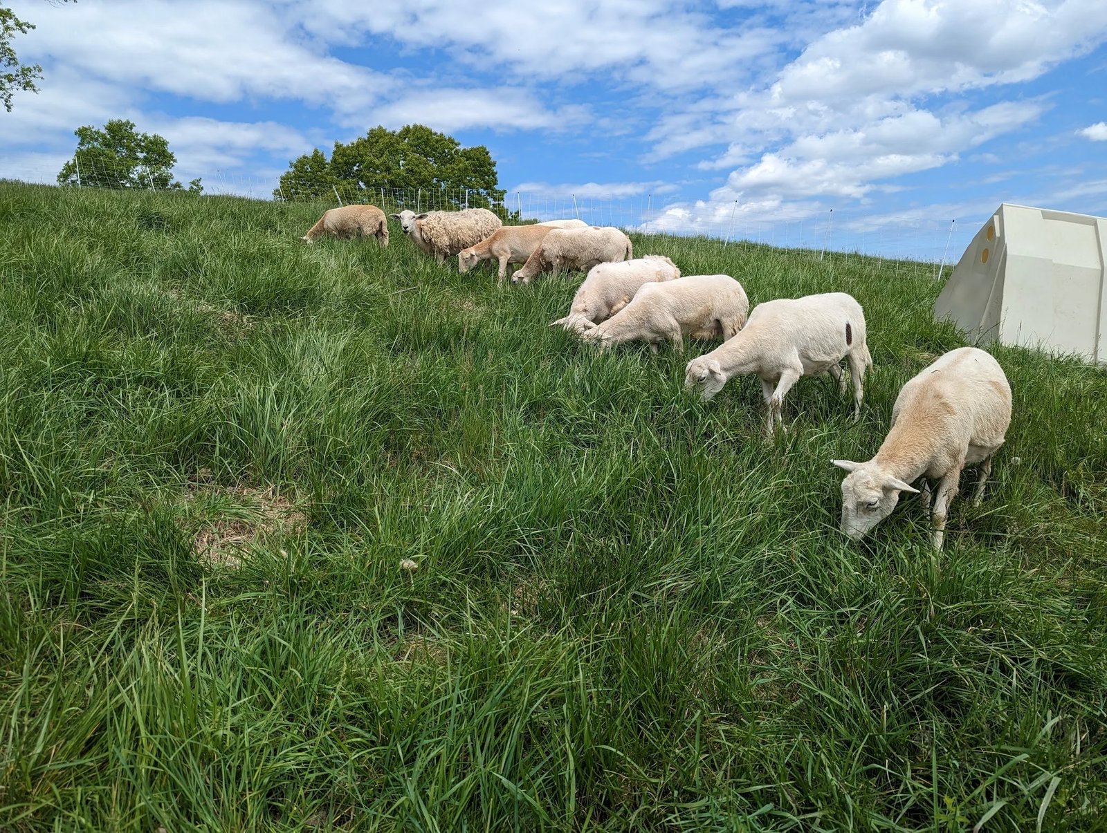Pastured Katahdin Lamb